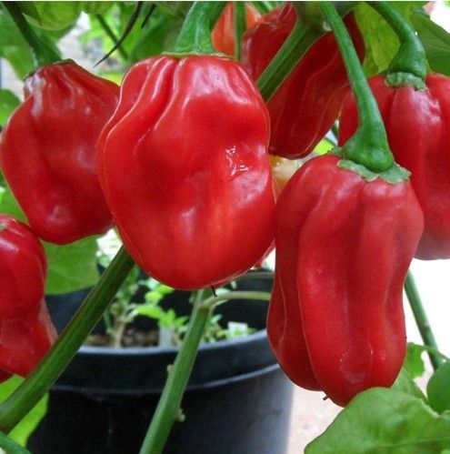 10 Sementes de Pimento Picante Habanero Vermelha
