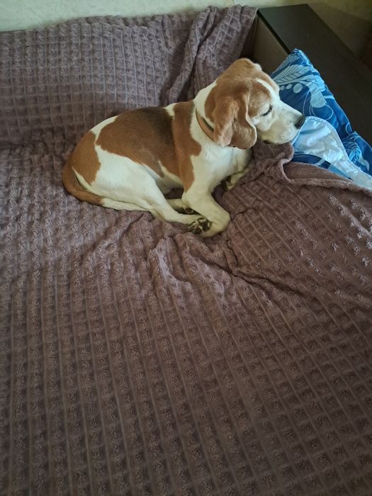 Передержка животных