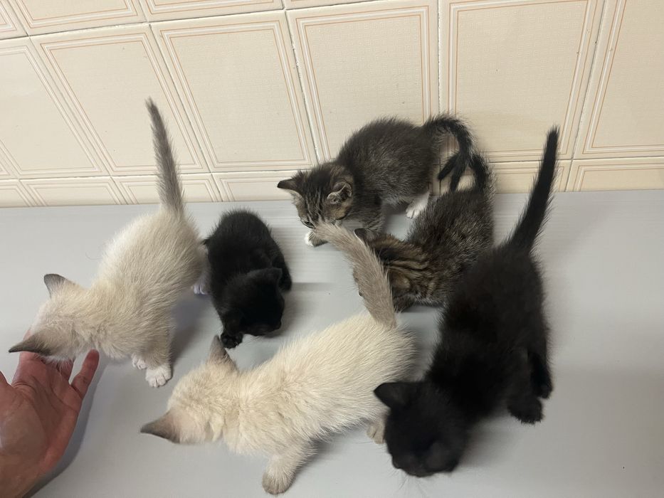 Gatos para adoçao