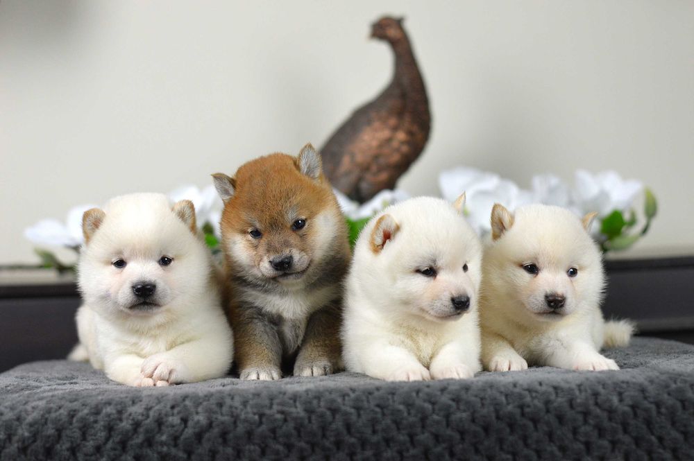 Shiba, shiba inu ZKwP/FCI Wągrowiec •