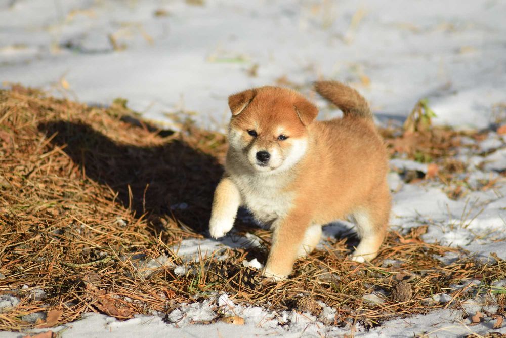 Suczka shiba z rodowodem ZKwP po Championach z japońskim pochodzeniem