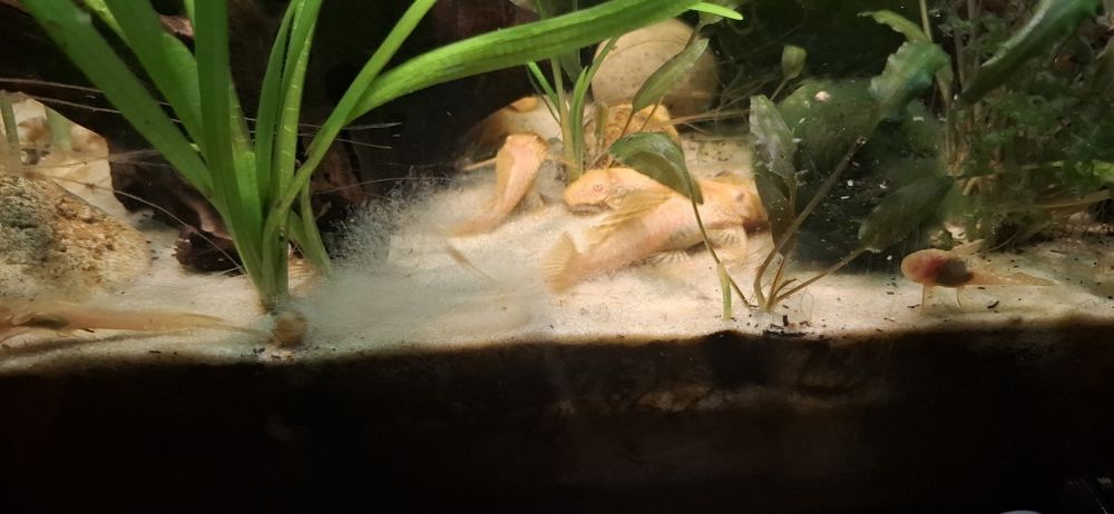 Анциструс гуппі та креветка
