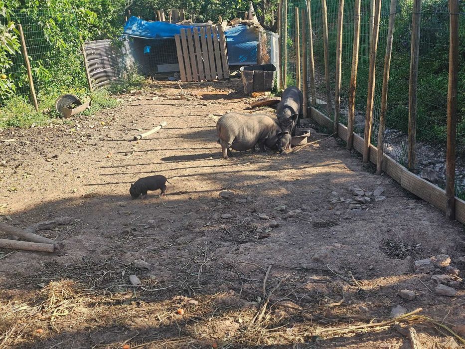 Piglets (Vietnamese)