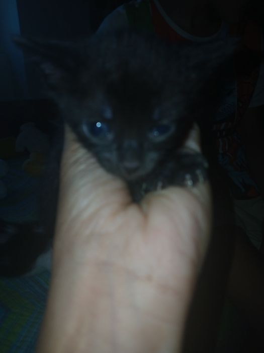 Gatinhos para doar
