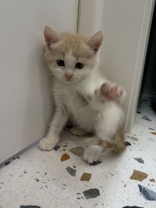 Кошенята котята хлопчики безкоштовно