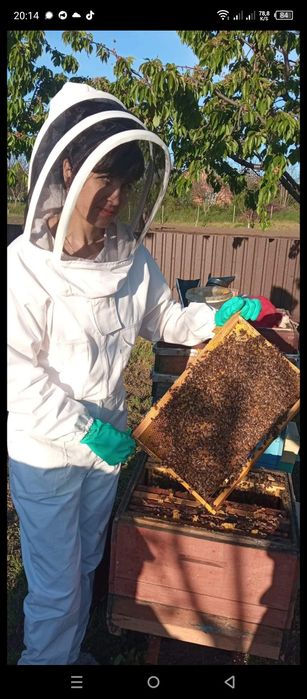 Бджолині матки укр.степ