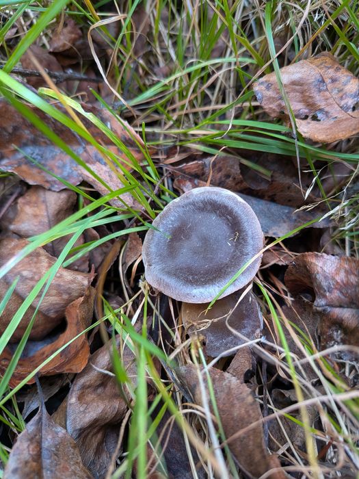 Decyzja środowiskowa