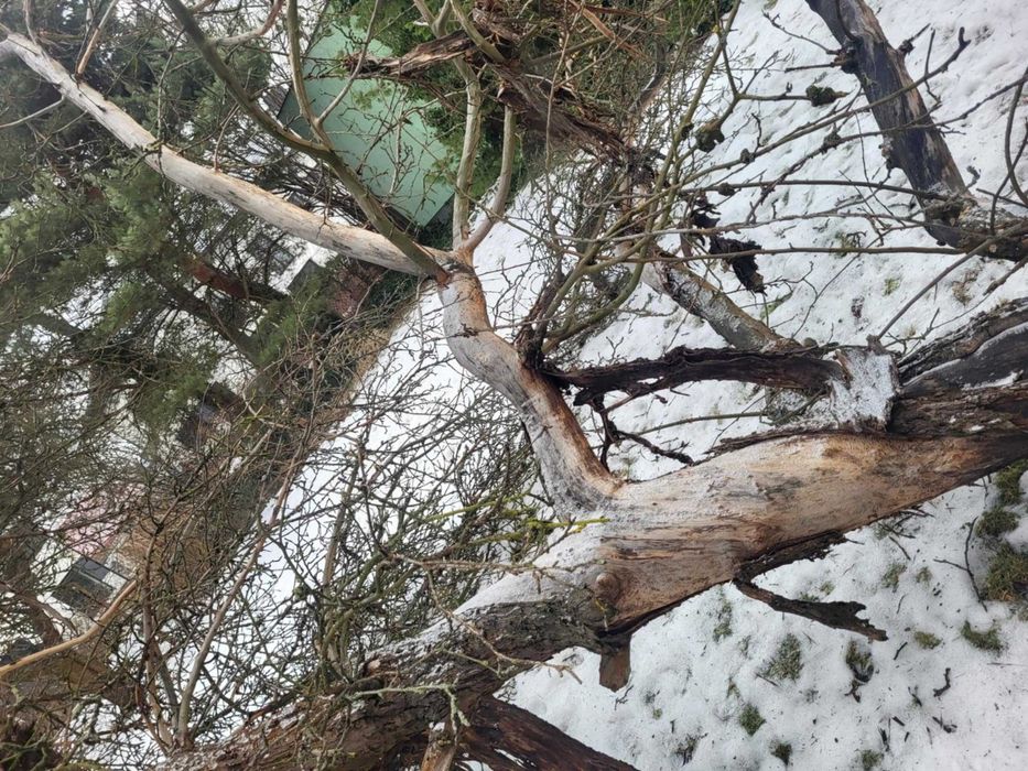 Drzewo do pociecia i wywiezienia