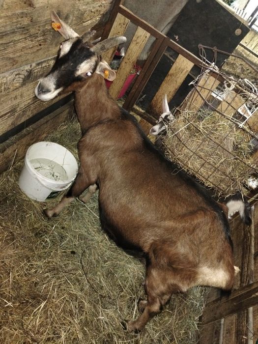 Koza sanensko toggenburska