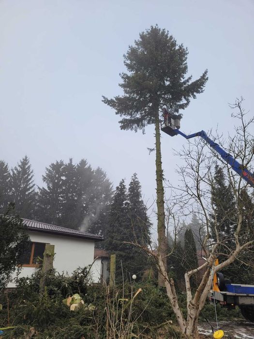 Profesjonalna wycinka drzew