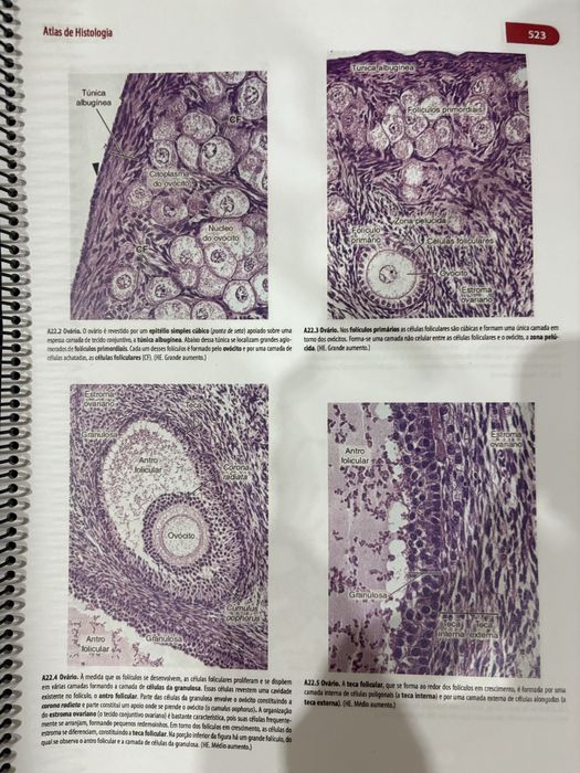Livro de Histologia Basica Junqueira e Carneiro