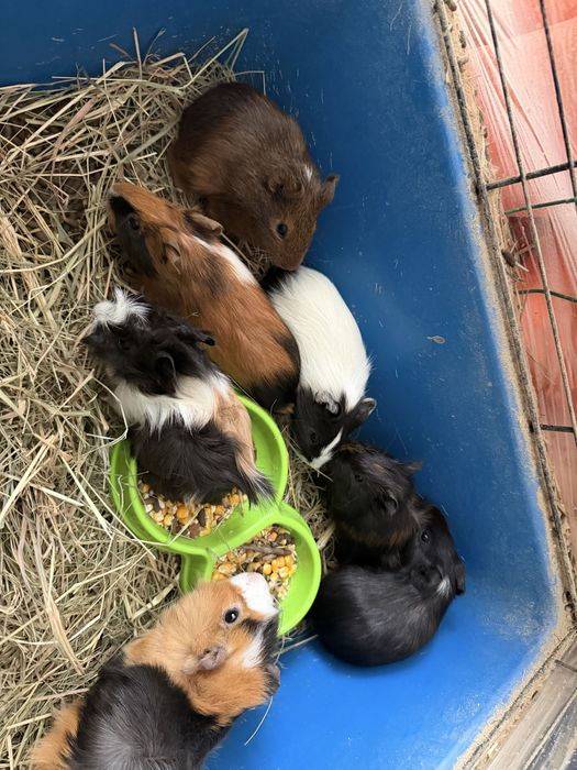 Морские свинки (очень ручные) малыши