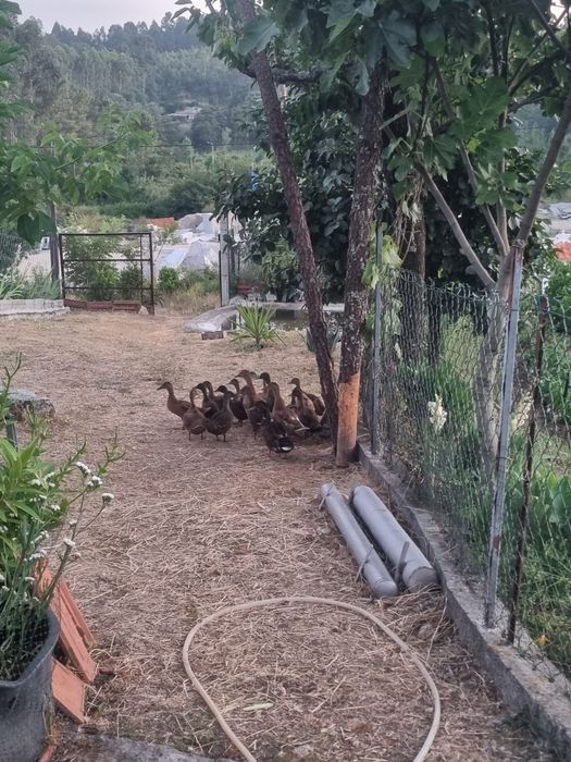 Pato Real ou Pato Bravo