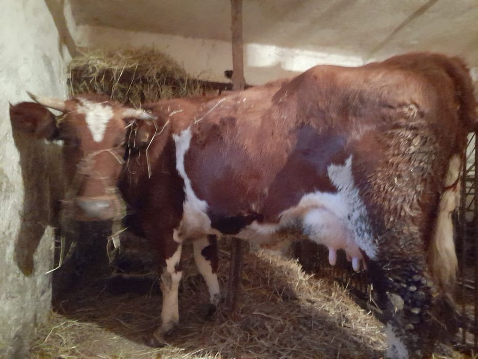 Sprzedam krowę rasy RW