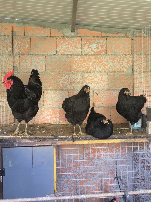 Ovos galados de Jersey gigante