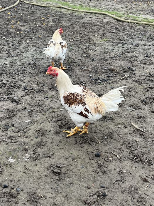 Продам когутів  13 місяці