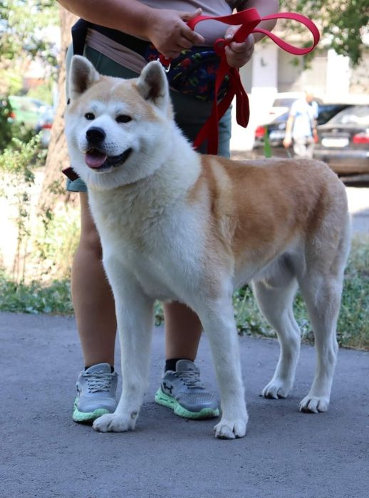 Кобель для вязки Акита ину