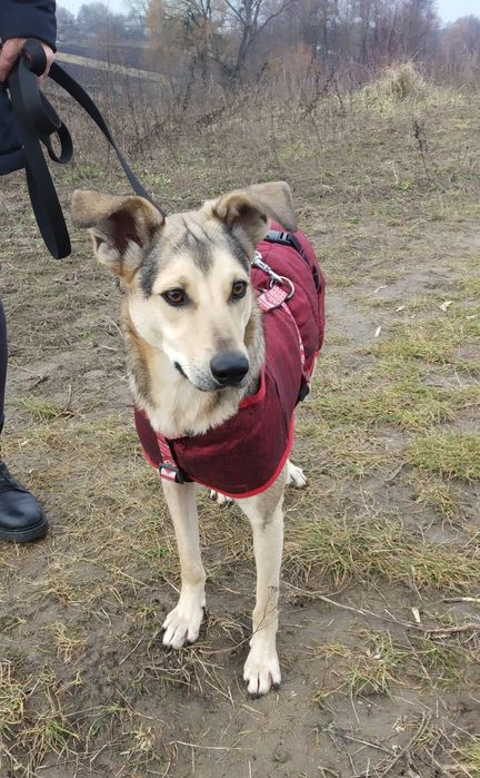 В добрі руки собаки. М. Хмельницькийй