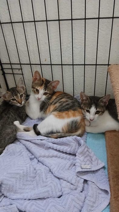 Gata bebé para adoção consciente