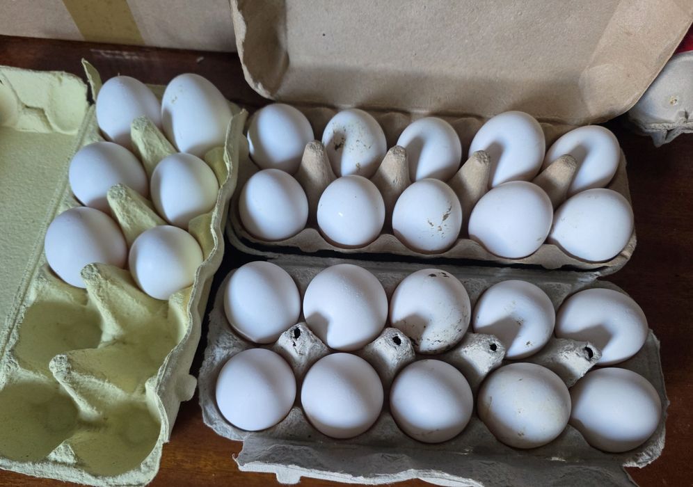 Jaja lęgowe leghorn, nioski, kury
