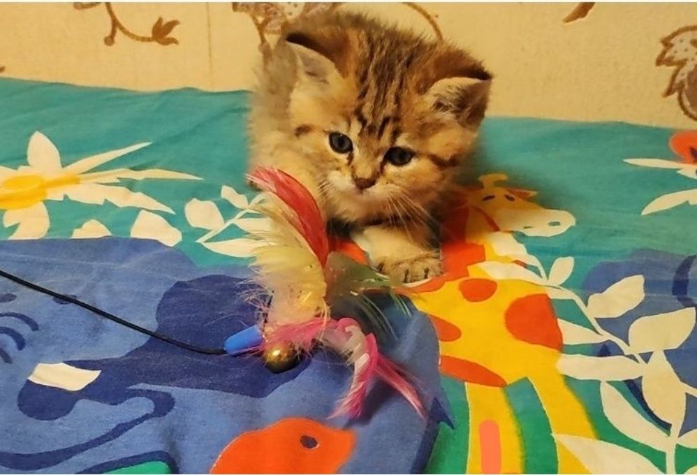 Пухнасте щастя! Шотландські кошенята срібна і золота шиншила, білий окрас. Ціни різні.