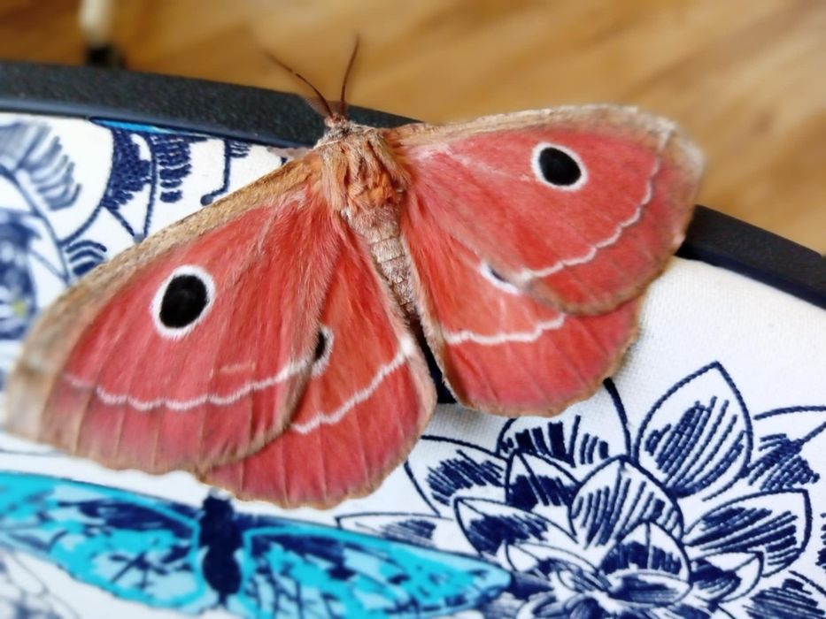 Argema mimosae poczwarka ćmy +inne gatunki