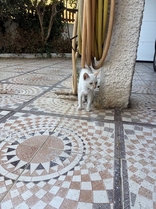 Gatinho para adocao