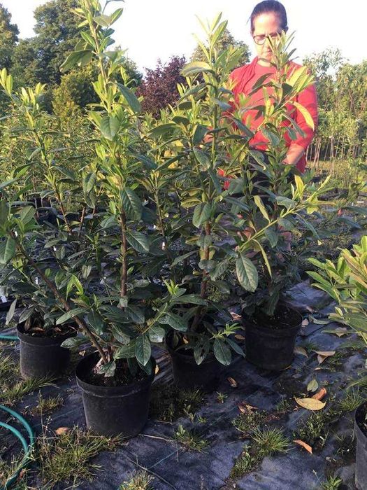 Laurowisnia novita rotundifolia caucasica w donicy rabat