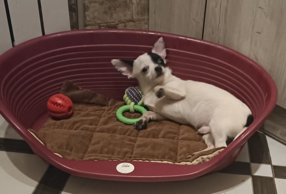 Щенок чихуахуа мальчик