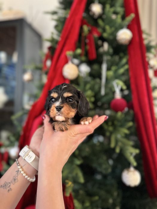 cavalier King Charles Spaniel pies black & tan Simba
