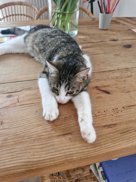 8-miesięczny kot szuka domu