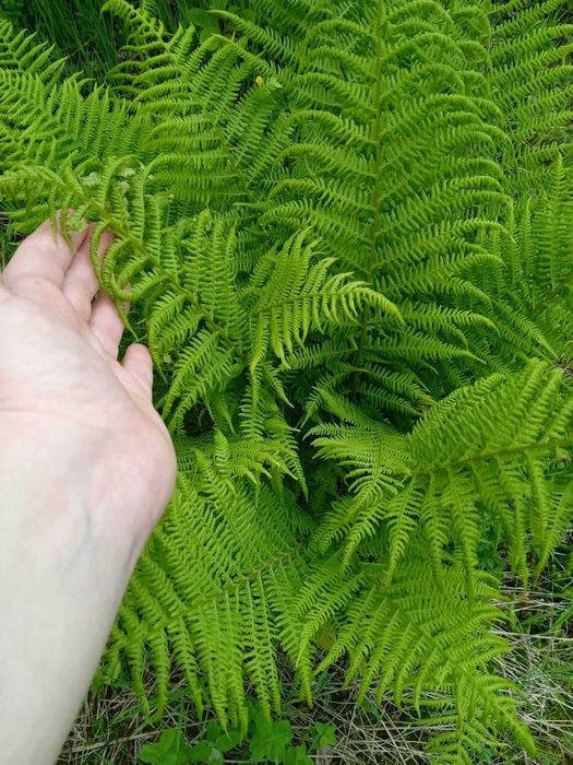 Папоротник 3 види ( Волжанка, Астильба,Щитовник))