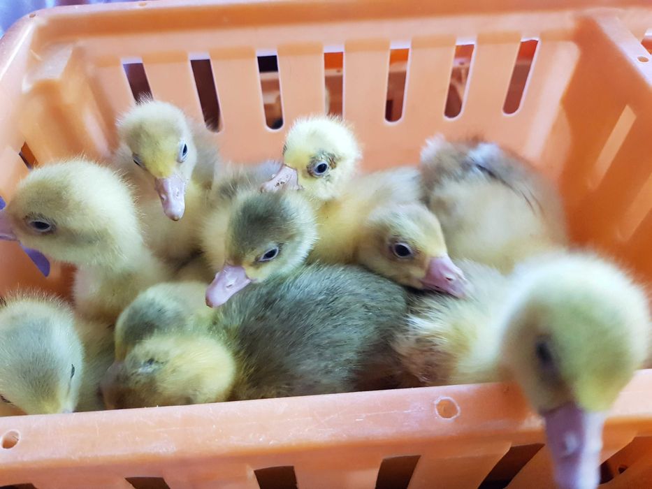 Gęsi pisklęta do odchowu kołudzka, kubańska, landes dowóz Gratis