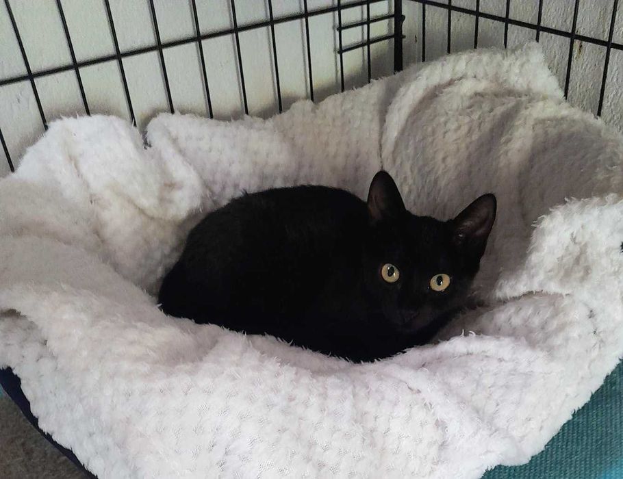 Gata bebé para adoção consciente
