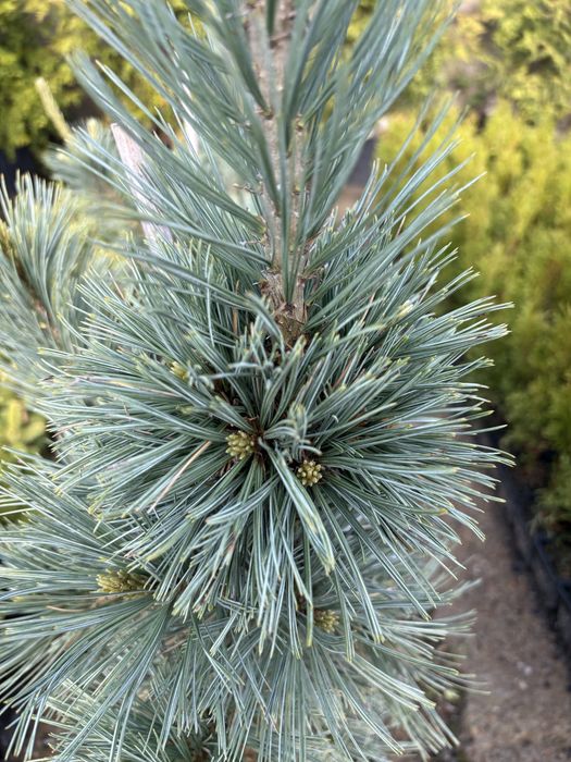 Sosna ( Cessarini blue)