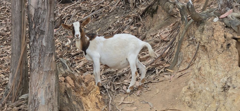 Casal Cabras Pequenas