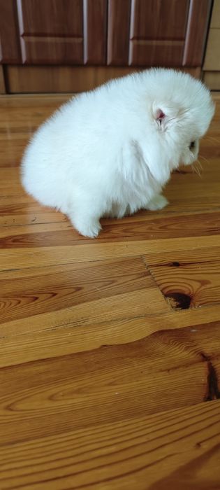 Szpic miniaturowy, pomeranian - biały piesek