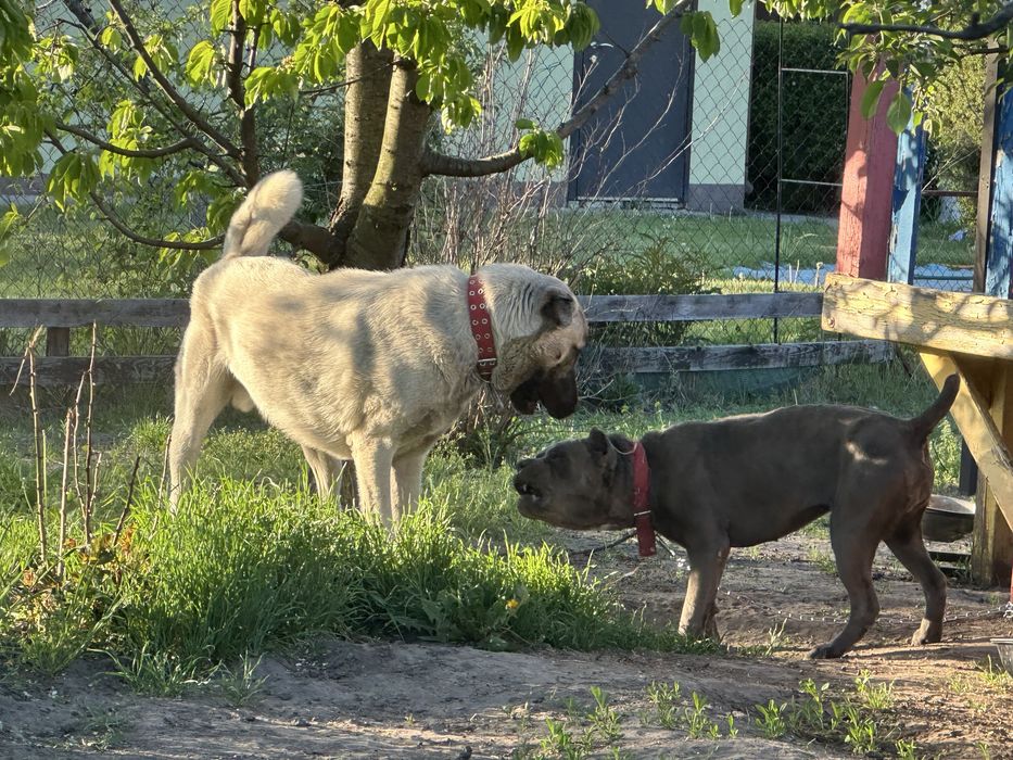 Вязка кобеля Кангала