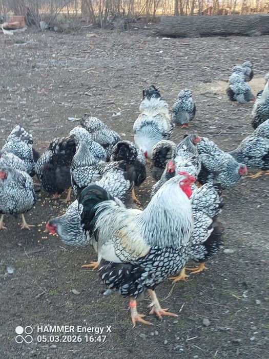 Jaja lęgowe wyandotee