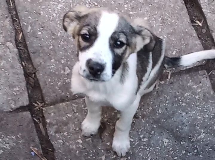 Цуценятко Інала в добрі руки