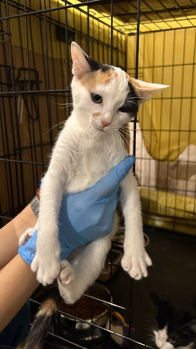 Gatinhos para adoção