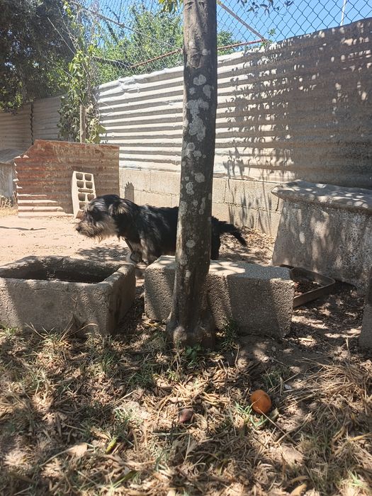 Dar Cães com vacinas em dia