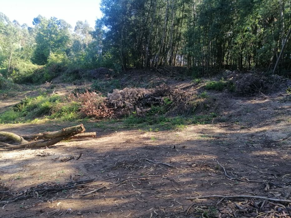 Terreno Rústico (cultivo)