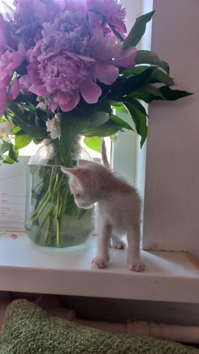 Віддам кошеня в добрі руки