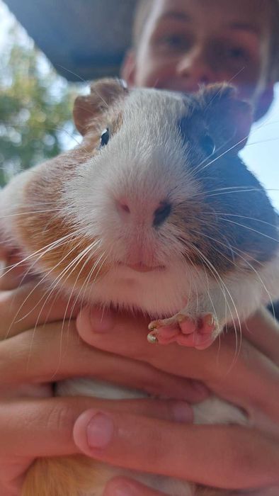 Моська свинка з кліткою