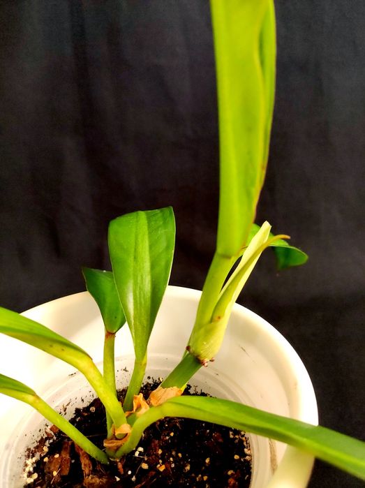 Филодендрон Crassinervium