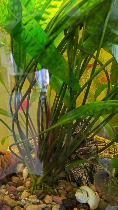 Olbrzymia kryptokoryna karbowana