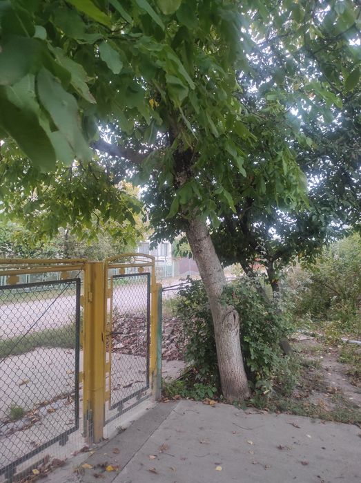 Віддам дерева на зріз, на дрова, 15штук