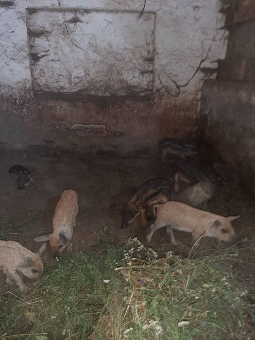 Білі поросята, м'ясна порода