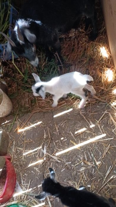 cabras anãs macho com 4 meses